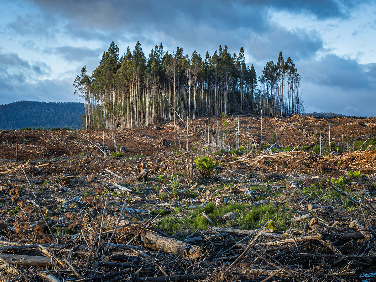 BSc Hons Environmental Geography With Studies In The USA University 